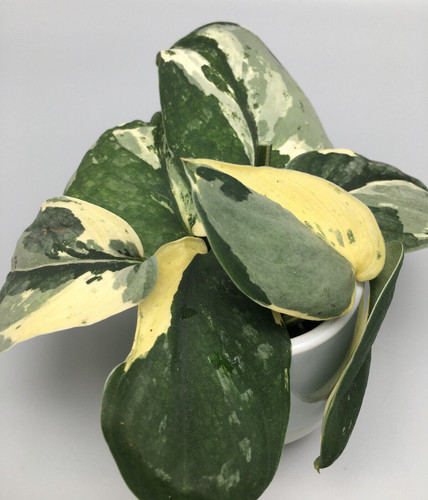 Scindapsus jade satin - satin, albo