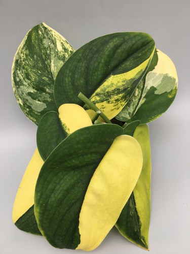 Scindapsus jade satin aurea - scindapsus,